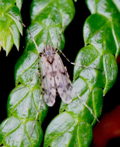 Ablabesmyia sp.
